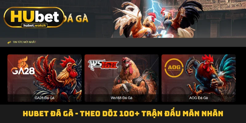 HUBET Đá Gà - Theo Dõi 100+ Trận Đấu Mãn Nhãn Mỗi Ngày