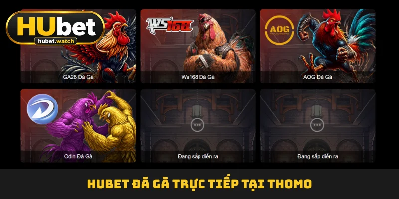 HUBET Đá Gà trực tiếp tại Thomo
