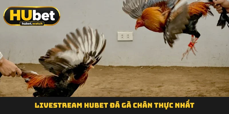 Livestream HUBET Đá Gà chân thực nhất
