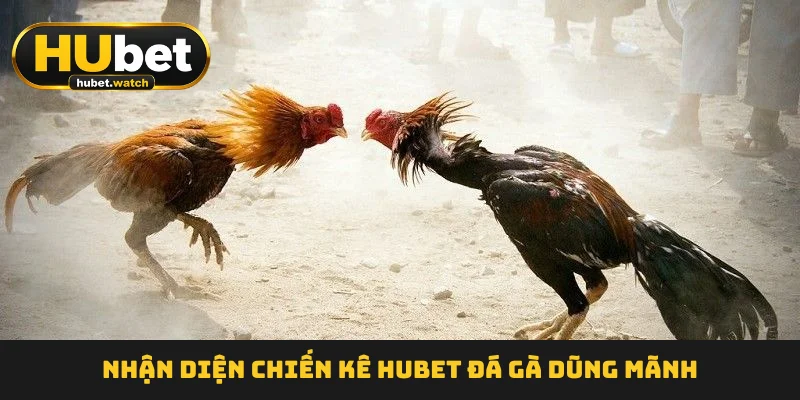 Nhận diện chiến kê HUBET Đá Gà dũng mãnh